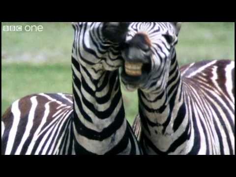Funny Talking Animals – Walk On The Wild Side – Series 2 Episode 1 preview – BBC One