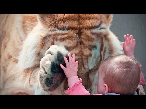Zoo Animals Attacks ? Wild Animals Don’t Know What Glass Is [TNT Channel]