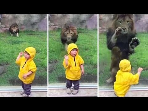 Zoo Animals vs Kids! | Video Digest