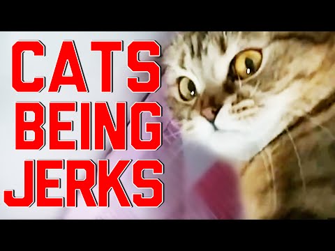 Cats Being Jerks Video Compilation (April 2015) || FailArmy