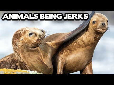 Animals Being Jerks Compilation! (BEST FUNNY ANIMAL COMPILATION)