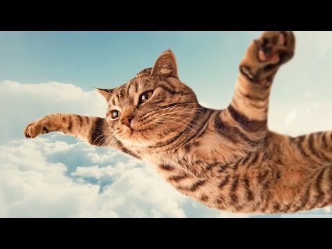 Śmieszne koty #9 ? Funny cats & fails | Spróbuj się nie zaśmiać | Kompilacja 2017