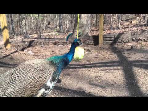 Peacocks, Chickens & Guineas play tether ball with cabbage – Funny Farm Animals