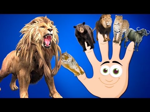 Animals Finger Family | Wild Animals Finger Family | Funny Animals Family Rhyme | Toonz