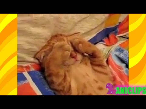 Cute and Funny Cats Sleeping ✯ Funny CAT Compilation