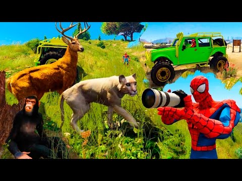 Learn Wild ANIMALS Sounds With SPIDERMAN and HULK. Funny Hunting Cartoon For Kids And Children.