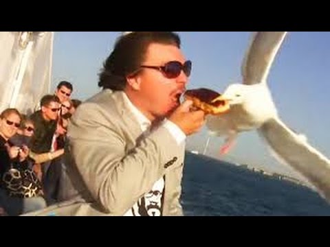 When Animals Attack Humans Funny Wild Animals Attack Compilation 2017