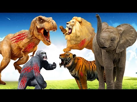 Most Amazing Wild Animals Attacks | learn wild animals names Animal Sounds funny animals compilation
