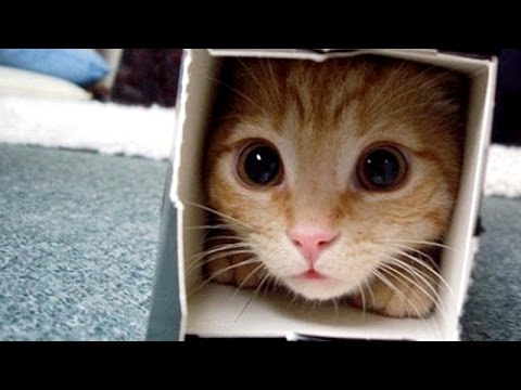Crazy & Funny ANIMAL videos – LAUGH and ENTERTAINMENT for EVERYONE