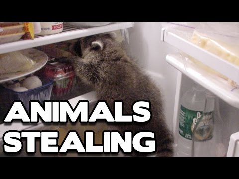 Funny Animals Stealing Compilation! (BEST FUNNY ANIMAL COMPILATION)