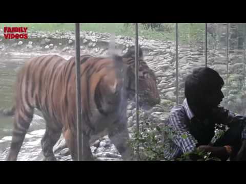 Zoo Animals Attacks? Funny Wild Animals Attacks [Family Videos]