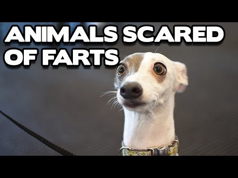 Funny Animals Scared of Farts Compilation! (BEST FUNNY ANIMAL COMPILATION)