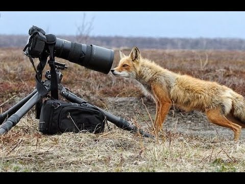Funny Videos of Foxes doing Wild & Wacky Stuff you won’t Believe!► Funny Foxes Compilation & Moments
