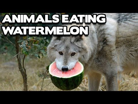 Funny Animals Eating Watermelon Compilation! (BEST FUNNY ANIMAL COMPILATION)