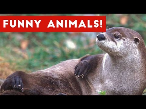 Otter Has No Chill | Zoo Animal Blooper & Reaction Videos 2017 Weekly Compilation | Funny Pet Videos