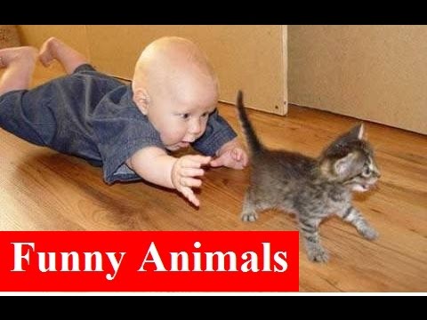 Funny Videos * Funny Cats & Kids * Best Funny Vines Compilation
