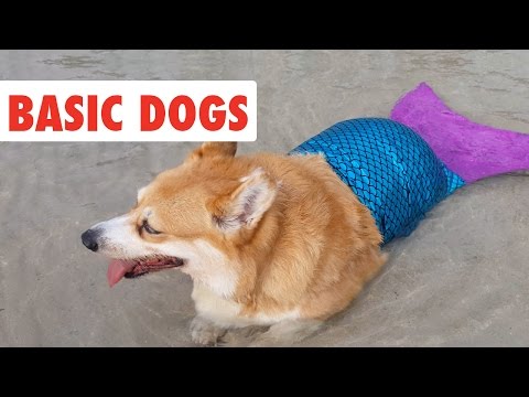 Basic Dogs | Funny Dog Video Compilation 2017