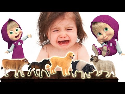 BAD BABY CRYING | Masha and Real Farm Animals – Dog, Pig, Horse, Sheep | Finger Family Song