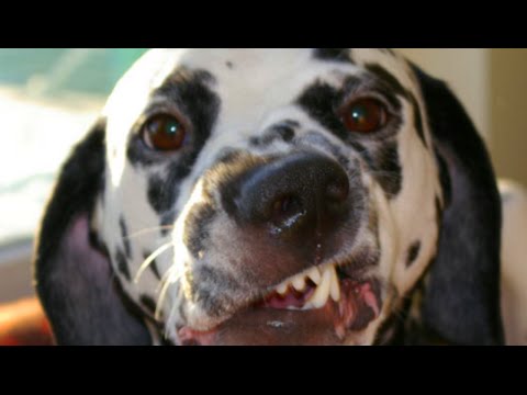 Funny Dogs and Babies Farts Compilation 2016 – Fail Videos