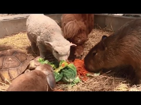 Family Farm Animals – Funny And Cute Animals Video