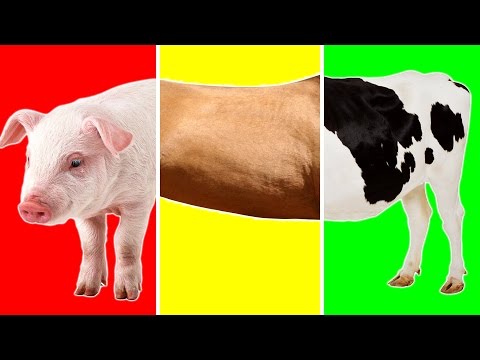 Farm Animals with Wrong Body | Funny Animals Video for Kids | Learn Farm Animals