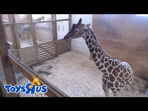 Animal Adventure Park Giraffe Cam