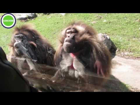 Zoo Animals Attacks Epic Laughs – Trending Video