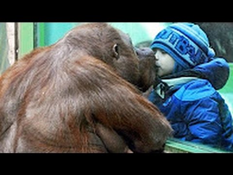 ZOO ANIMALS ATTACK COMPILATION, FUNNY VIDEO 2016 | HD ??