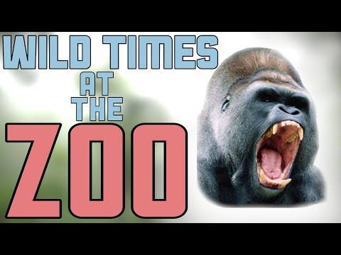 Wild Times at the Zoo – Breaking Videos