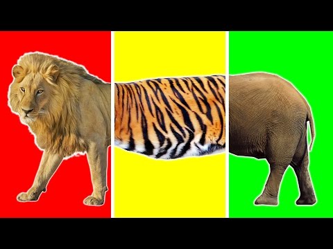 Wild Animals with Wrong Body | Funny Animals Video for Kids | Learn Wild Animals