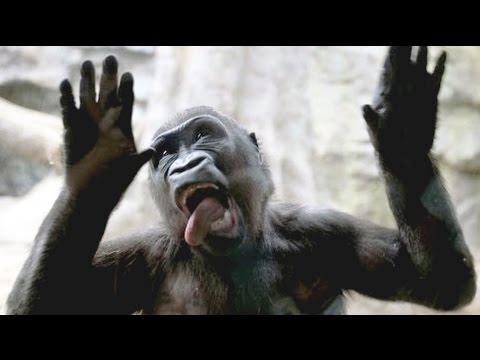 ZOO Animals Attack Glass Funny | Gorilla Attacks Human at Zoo – Funny Animals Video Compilation