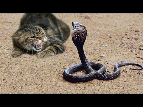 Funny Cats V/S Snakes Compilation 2017 | Best Funny Cat Videos Ever