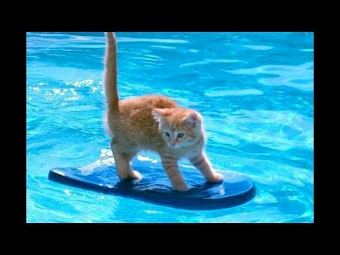 Cats Hate Falling in Water 2017 – Try not to laugh – Funny cats falling into water Part 3