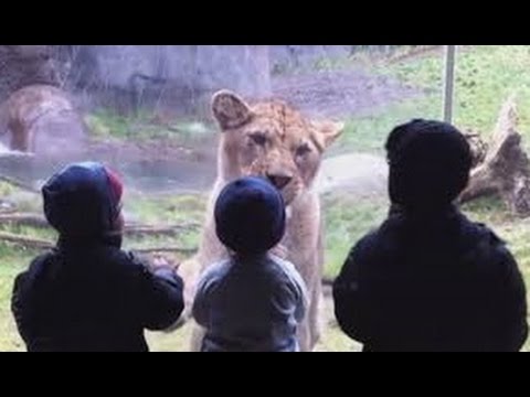 Kids Funny Animals At The Zoo Compilation (Funny moments in Zoo Compilation)