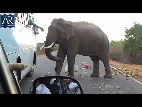 Wild Elephants Blocks the Roads on Kerala | Latest Funny Animal Videos | AR Entertainments