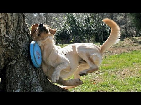 Animals are so funny they should be called funnymals – Funny animal compilation
