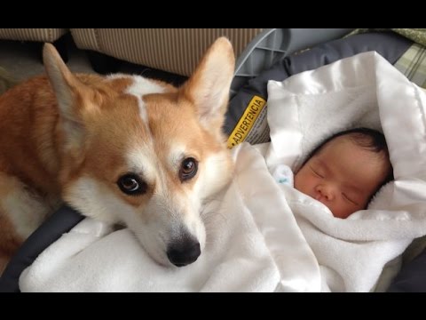 Funny Dogs Protecting Babies Compilation 2017