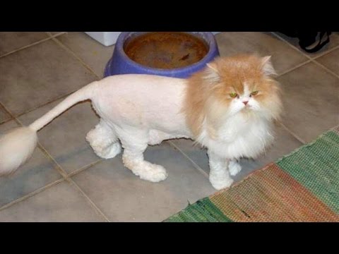 TRY NOT TO LAUGH or SMILE – Super FUNNY CAT videos