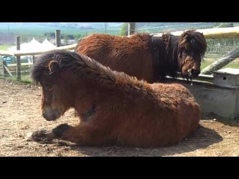 Funny Farm Animals Compilation