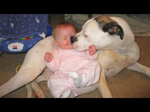 Baby and Pitbull Dog – Funny Dog loves Baby Compilation
