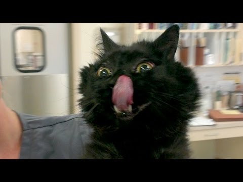 Super FUNNY CATS – TRY NOT TO LAUGH CHALLENGE – Best CAT VIDEOS compilation