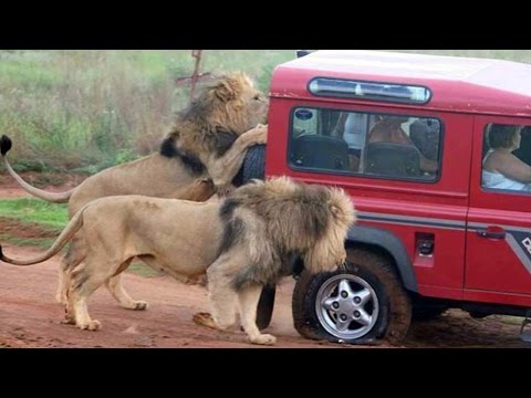 Wild Animal ATTACKING Car  | Elephant, Lion, Goat … attack car Compilation