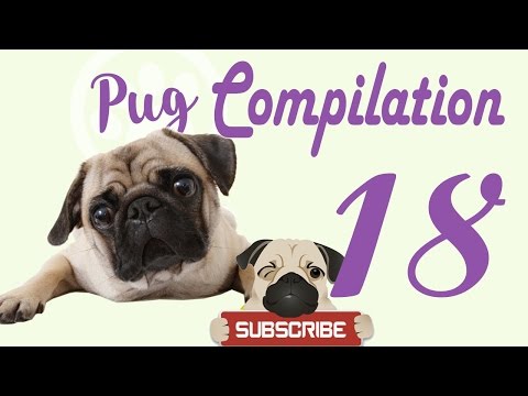 Pug Compilation 18 – Funny Dogs Compilation 2017 | Best Funny Dog Videos Ever
