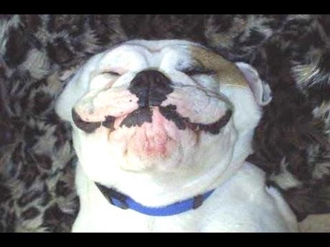Ultimate Funny Dog Videos Compilation 2014 [NEW] – Dogs and Puppies