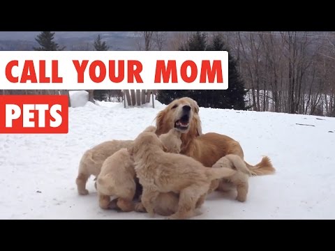 Call Your Mom | Mother’s Day Pet Video Compilation 2017