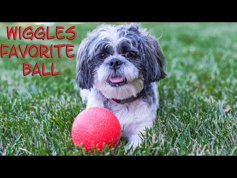 WIGGLES Backyard Play Date Assistant Finds Wiggles Favorite Puppy Ball Funny Dog Video