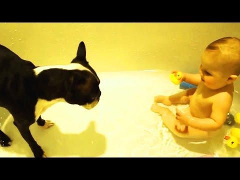 Cute DOGS and BABIES Playing TOGETHER ? [Funny Pets]