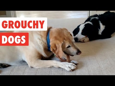 Grouchy Dogs | Funny Dogs Video Compilation 2017