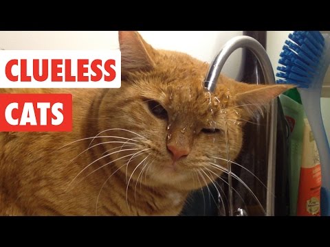 Clueless Cats | Funny Pet Video Compilation 2017