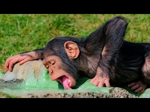 Funny Monkeys At The Zoo / Part 6